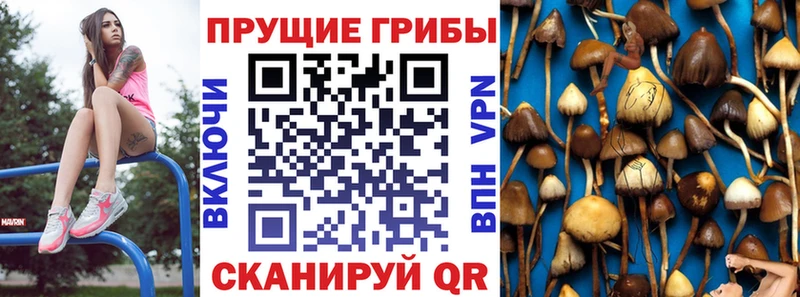 Псилоцибиновые грибы Cubensis  Наро-Фоминск 